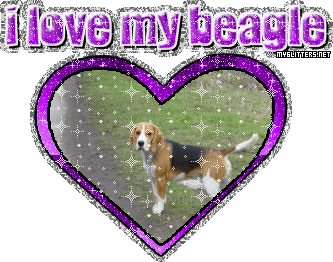 Beagle