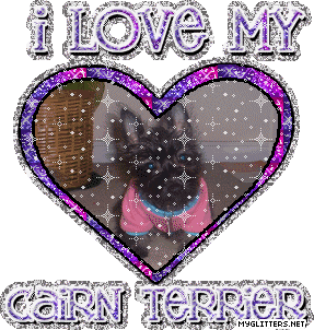 Cairn Terrier