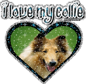 Collie