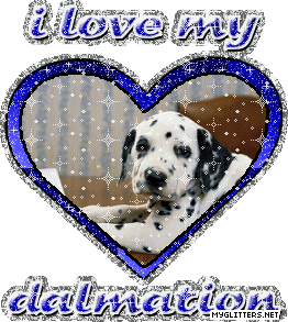 Dalmation