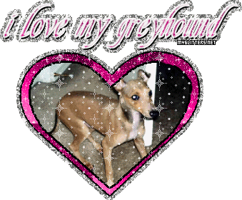 Greyhound