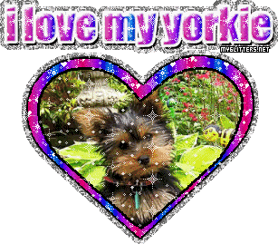 Yorkie