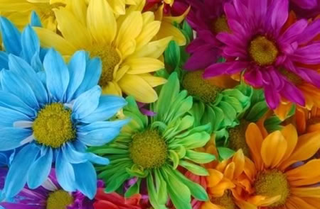 Bright Flowers