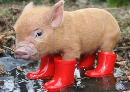 Pig In Boots