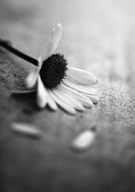 Wilted Flower