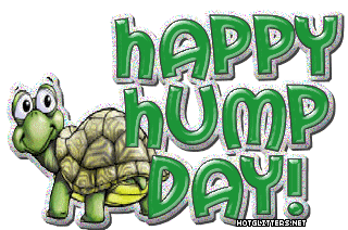 Hump Day Turtle